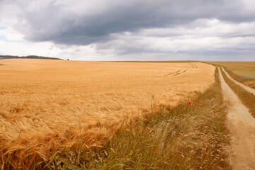 Summer landscape with wheat field. Gold wheat field. Selected focus.