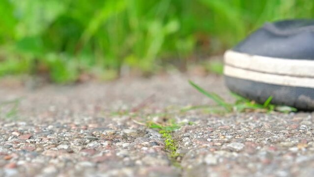 Caucasian Male Picking Up and Saving from Crushing Edible Snail Helix Pomatia Walking Slowly on Concrete Paving