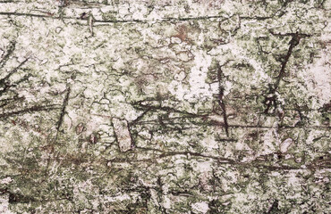 Texture of an old gray log with scratches on the surface