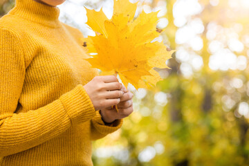 Autumn yellow leaves in female hands. Close-up