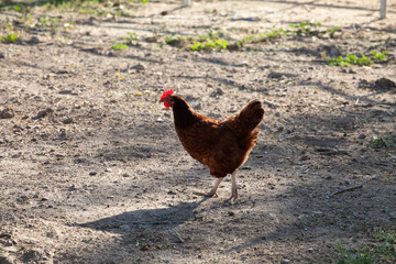 Ranching Cowboys & Horses