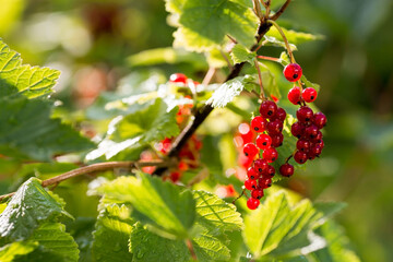 Red currant on a bush branch in the garden at dawn. The glow from the sun. Garden useful summer berry. The concept of healthy eating.  Vitamins and diet.