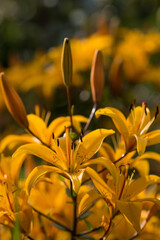 Obraz premium Summer photo or background with yellow flowers. Beautiful natural scene with a flowering tree. Beautiful blooming lilies in a yellow shade with drops .