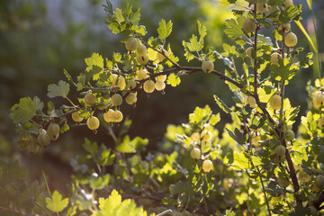 Green gooseberry on a bush branch in the garden at sunset. Garden summer berry.