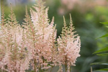 Summer border or background with a pink flower. Beautiful nature scene with a blooming tree. Beautiful, healthy astilba, blooming in shades of pink. 