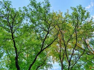 Sunlit Summer Afternoon Green Leaves