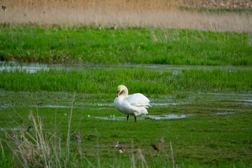Kładka Waniewo - Śliwno, Poland 