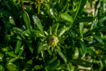 View from above of a gazania daisy before it blooms. 