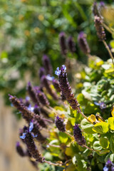 Flowers of a Common Selfheal (Prunella vulgaris)