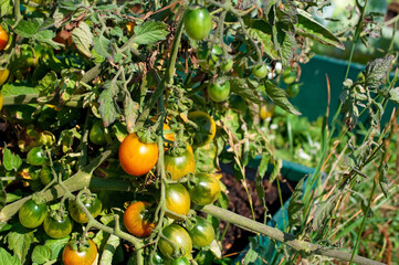 Miniature tomatoes grow in the garden close-up.