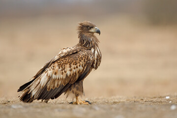 Bielik (Haliaeetus albicilla) © Grzegorz