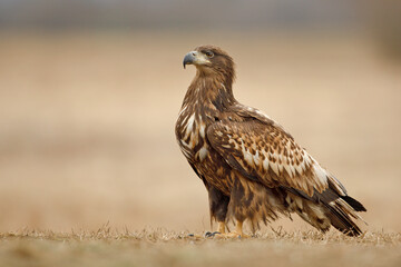 Bielik (Haliaeetus albicilla) © Grzegorz