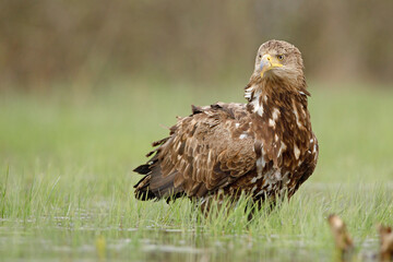 Bielik (Haliaeetus albicilla) © Grzegorz