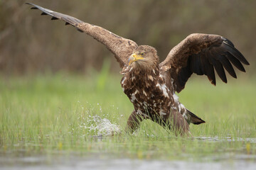 Bielik (Haliaeetus albicilla) - obrazy, fototapety, plakaty