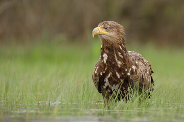 Bielik (Haliaeetus albicilla) © Grzegorz