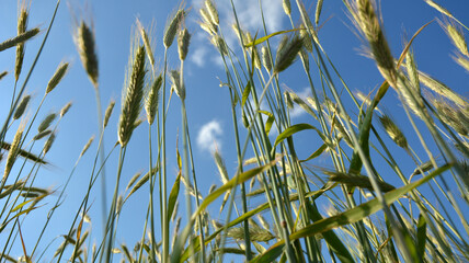 winter rye grows at the field .