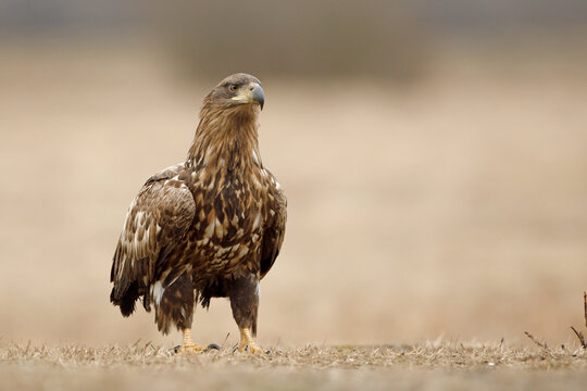 Bielik (Haliaeetus albicilla)