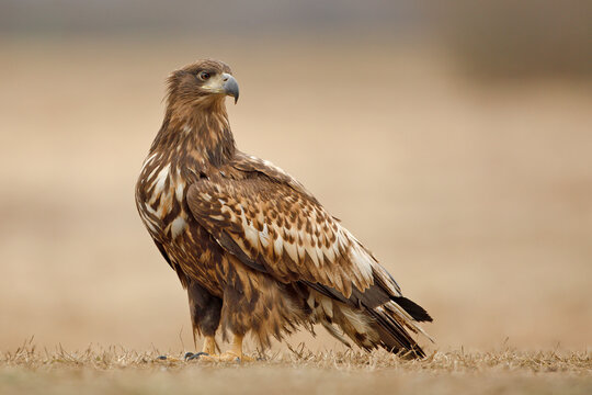 Bielik (Haliaeetus albicilla)