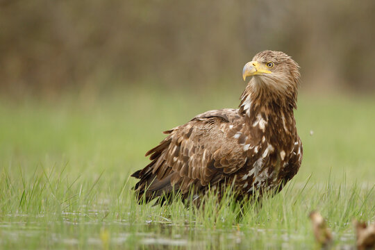 Bielik (Haliaeetus albicilla)