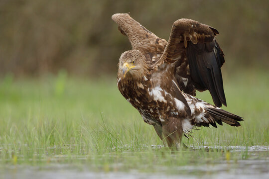 Bielik (Haliaeetus albicilla)
