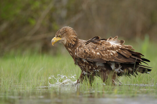 Bielik (Haliaeetus albicilla)