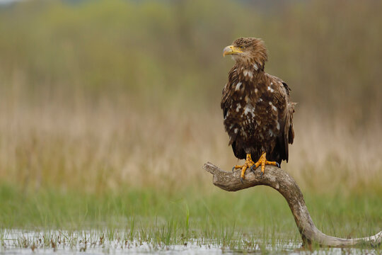 Bielik (Haliaeetus albicilla)