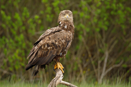 Bielik (Haliaeetus albicilla)
