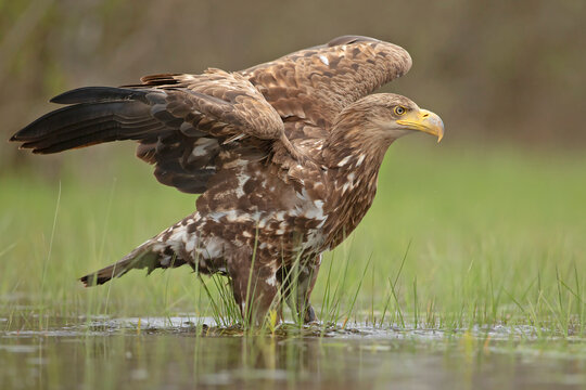 Bielik (Haliaeetus albicilla)
