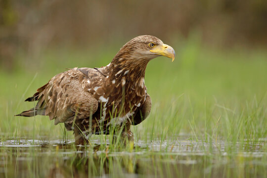 Bielik (Haliaeetus albicilla)