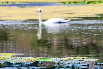 swan in the lily pond