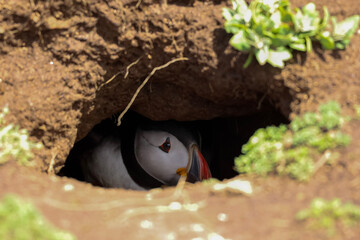 puffin in a nest burrow