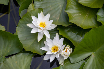 white water lily