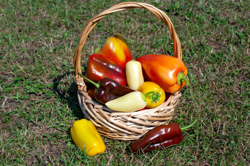 Basket with grown colored peppers.