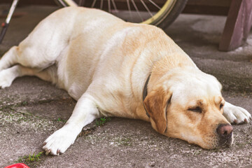 Przysypiający i odpoczywający labrador na betonie.