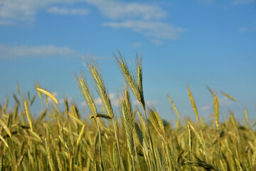 winter rye grows at the field .