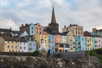 seagull in tenby waterfront