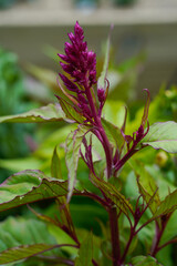 Purple celosia plume flowers growing outdoors.