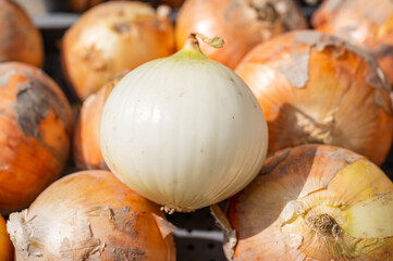 皮をはいだ新たまねぎ