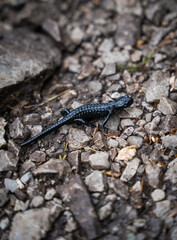 Alpine salamander on a rocky path in the mountains II