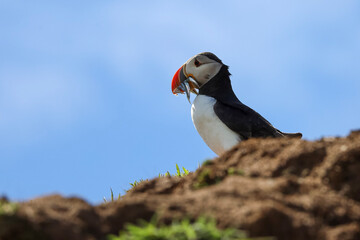 puffin eating fish