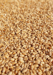 Closeup of harvest of ripe golden wheat, selected focus.