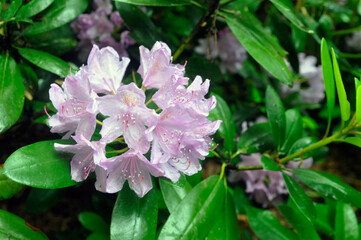 Pink blooming rhododendron in May. Rhododendron flowers.