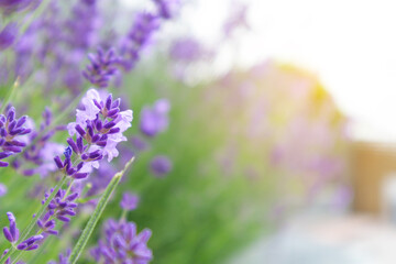 Selective focus on lavender flower. Lavender morning summer blur background.