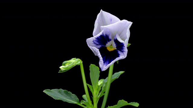 Time lapse of opening white and purple Pansy flower (Viola tricolor) isolated on black background
