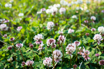 Obraz na płótnie Canvas The flowers of clover blooming in a garden.