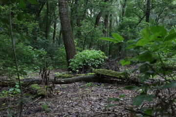 Wet foliage in a rainy forest