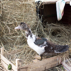 Duck broiler on a home farm