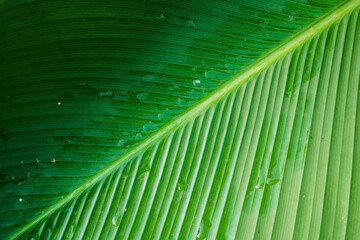 Tropical green leaves with a beautiful and neat texture