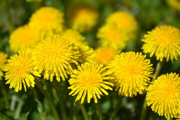 Yellow dandelion spring flowers in sunny garden meadow. Wild floral glass macro background. Blossoming spring loan peaceful wallpaper.