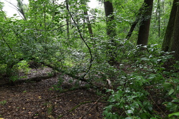 Wet foliage in a rainy forest